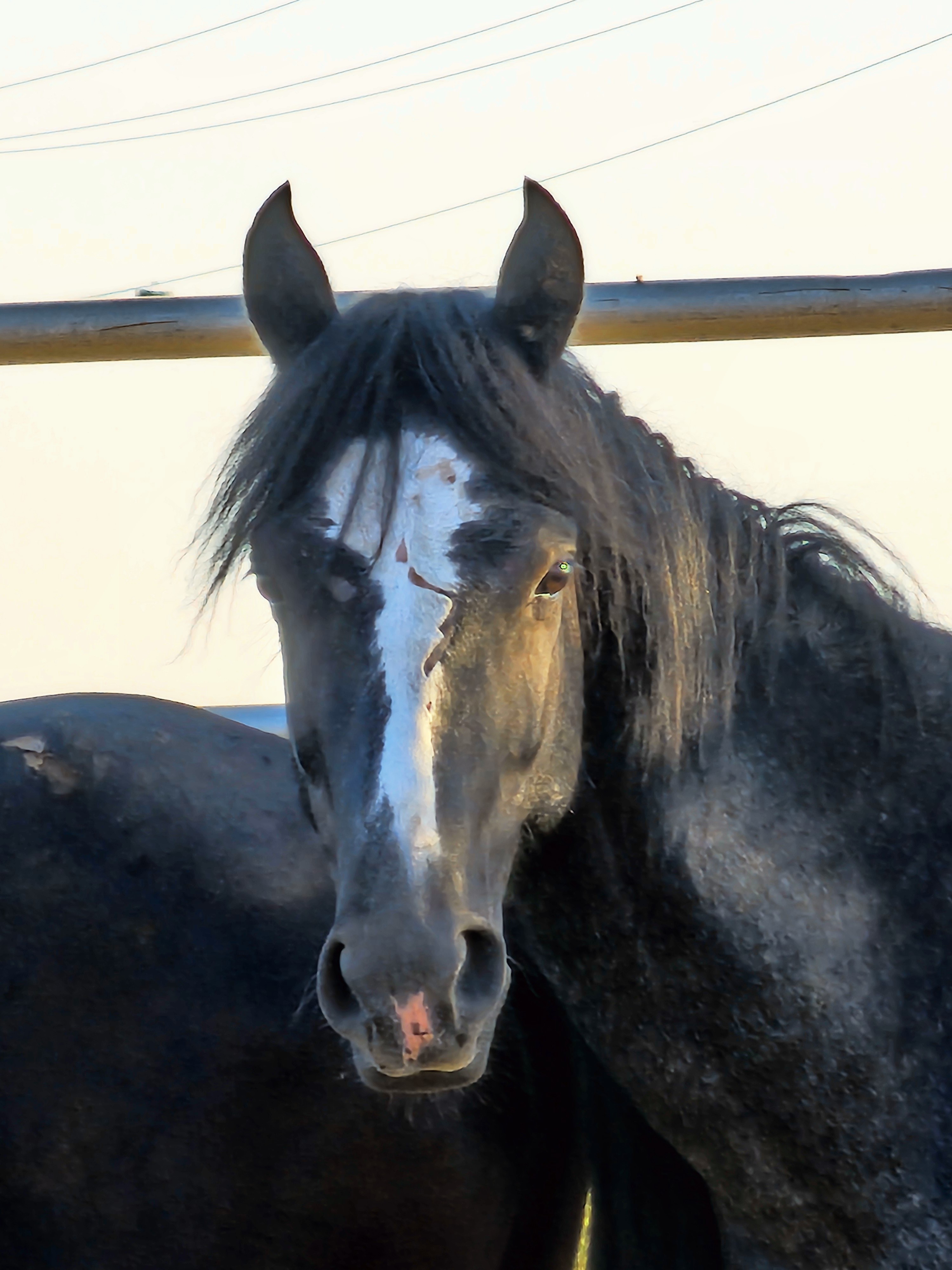 Smokey Joe, an Alpine wild horse
