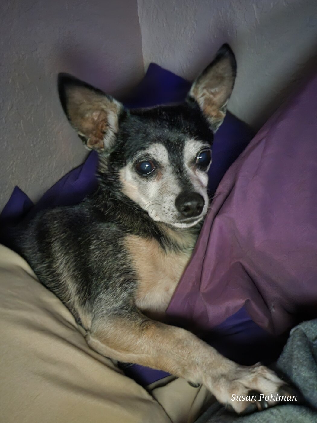 Sophia, saved from a Los Angeles shelter