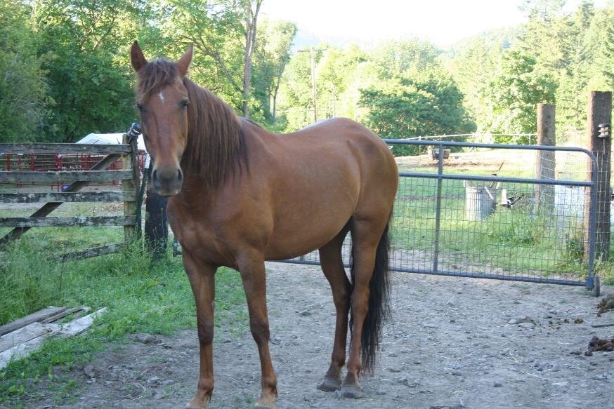 Spicey, a mare at the sanctuary