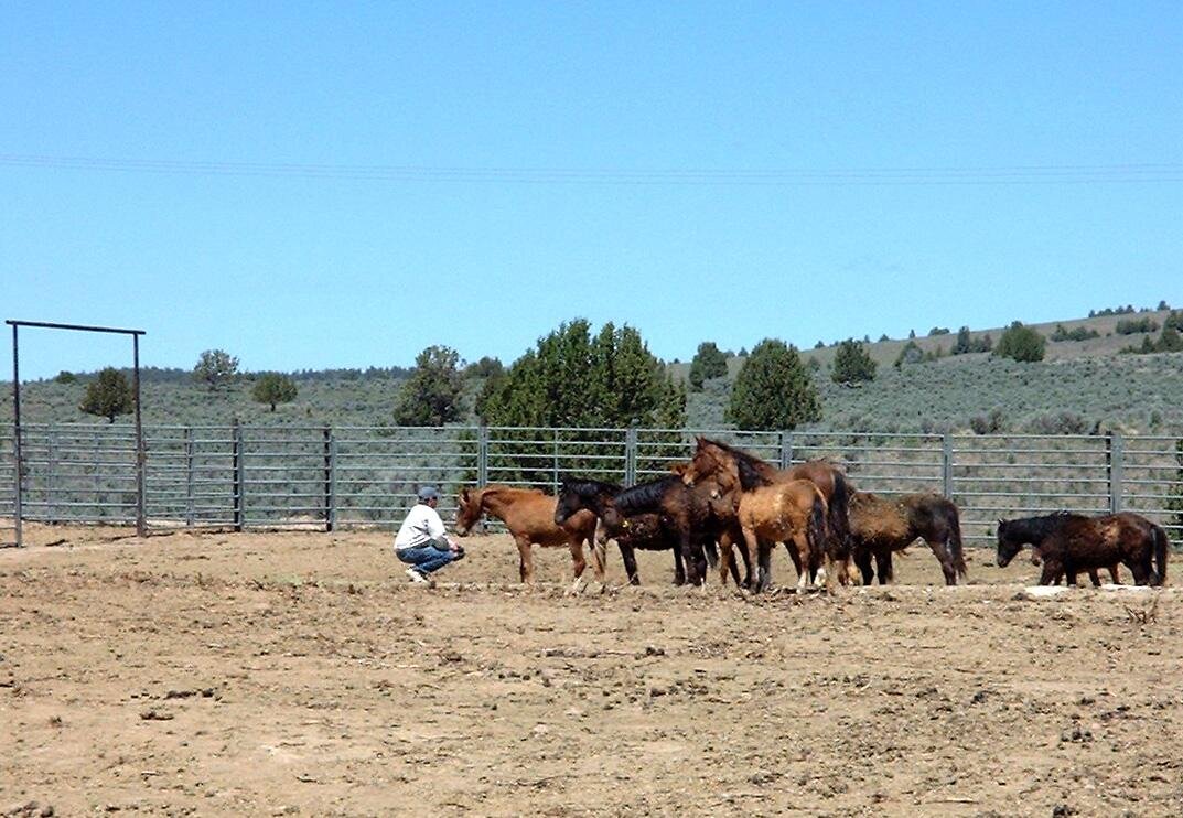 Sugar, the sanctuary's first mustang