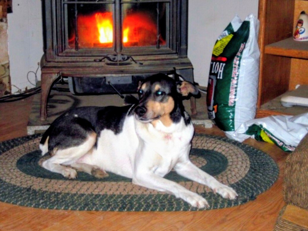 Tebow, a rescued mixed terrier