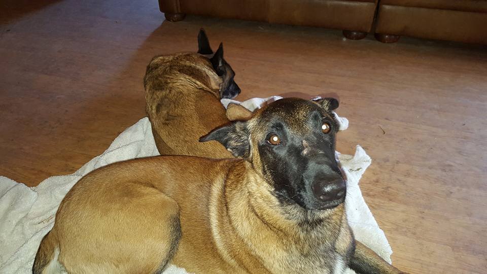 Vader, a Belgian Malinois watch dog