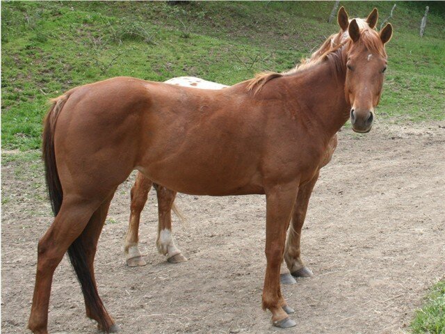 Windy, a mare at the sanctuary