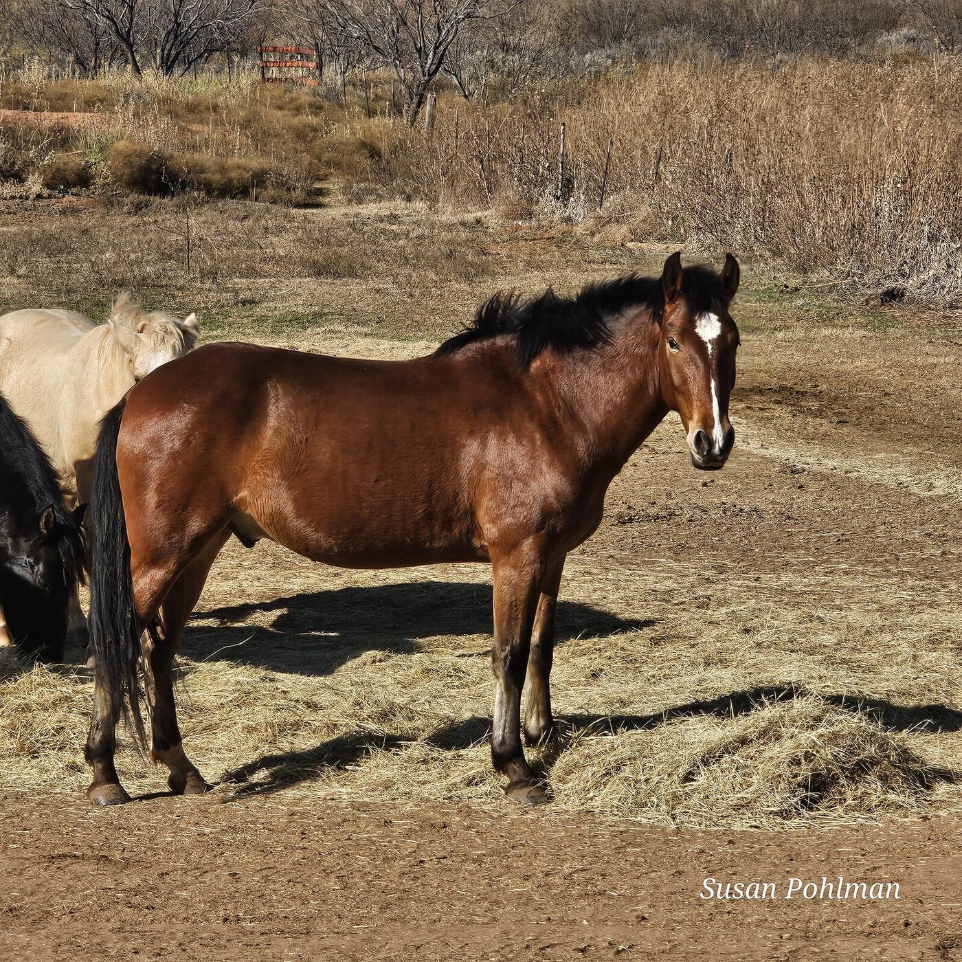 Yavapai, an Alpine wild horse