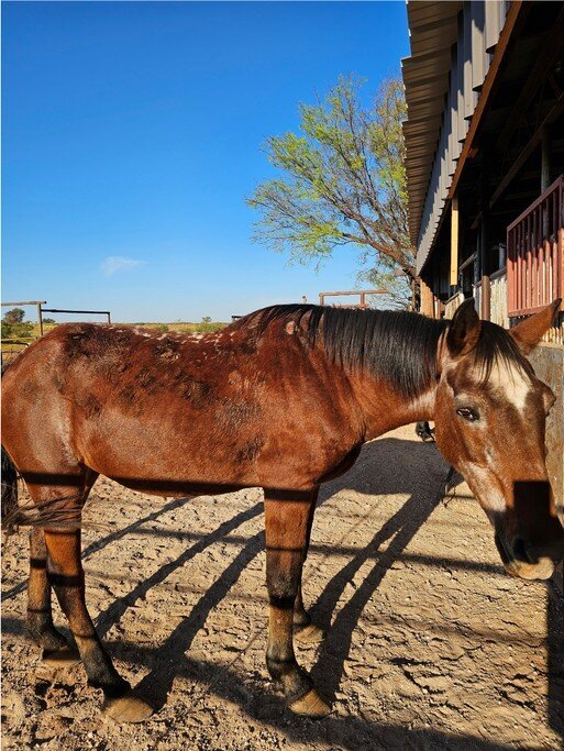Zena, a BLM mustang mare