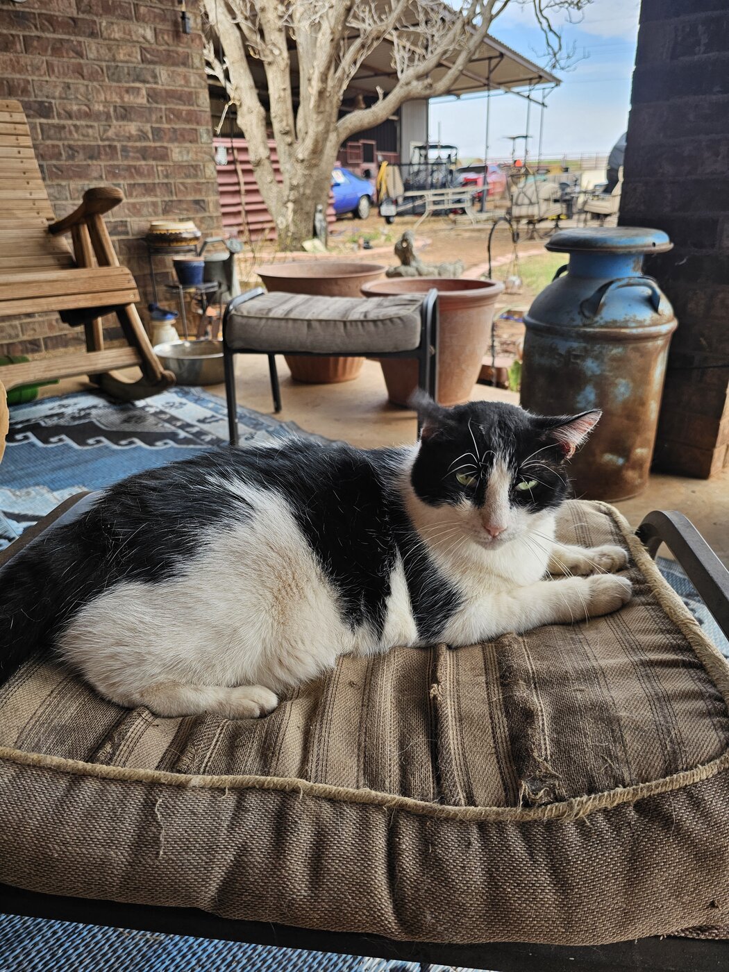 Zoro, a ranch cat