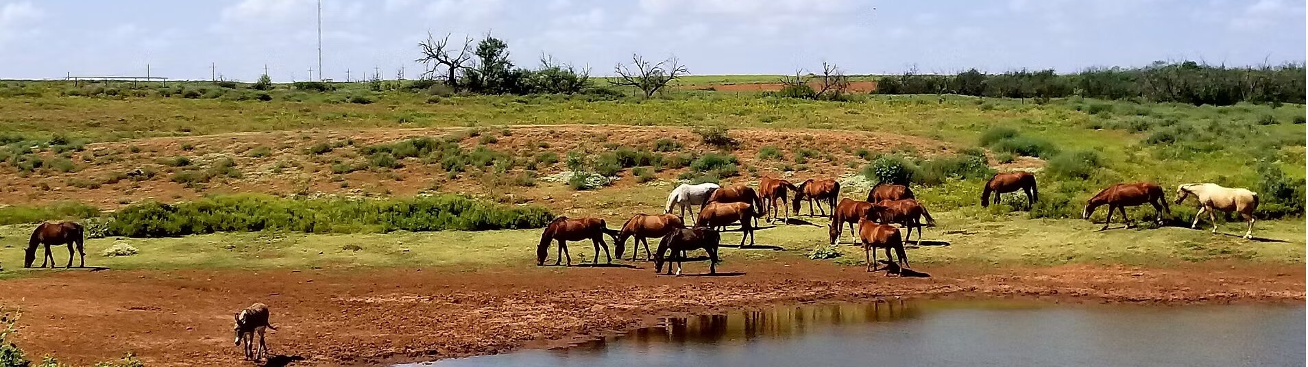 Sanctuary horses grazing together at the pond in Roby, Texas