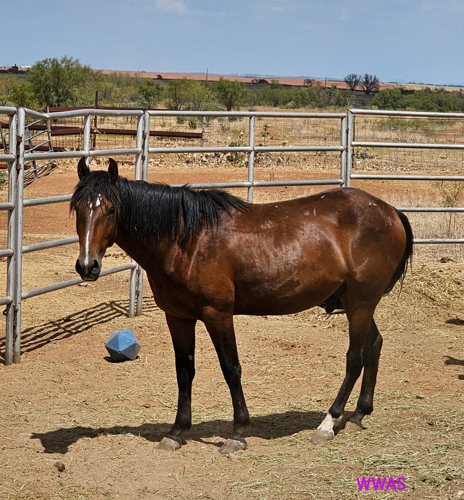 Yavapai, a sanctuary horse